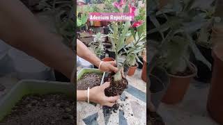 Adenium Repotting Guide organicgardening [upl. by Goodman]