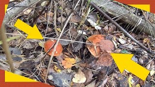 Mushrooms in the suburbs September 2018 Грибы в Подмосковье сентябрь 2018 года [upl. by Arramahs919]