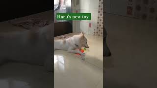 Harus New toy Harufamily2023 [upl. by Selie326]