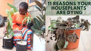 Tips To Revive Your Withered House Plants  How To Grow Indoor Plants [upl. by Thunell403]