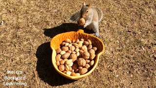 Squirrel Acorn [upl. by Virgie]