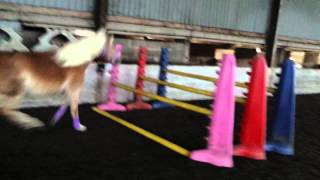 Betsy loose jumping haflinger [upl. by Saba]