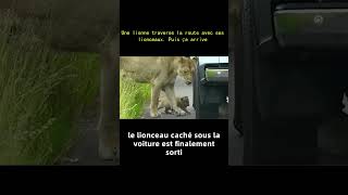 Une lionne traverse la route avec ses lionceaux Puis ça arrive  chat animaux cat histoire [upl. by Lamrouex]