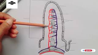 Structure of Villus  Diagram of villus  Small intestine villi [upl. by Evot]