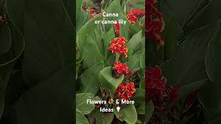 Canna or canna lilyFlowers 💐 amp More Ideas 💡 [upl. by Swayne]