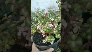 Suculenta Portulacaria [upl. by Dylane]