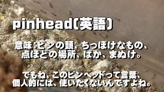 【閲覧注意】イエコの大量孵化・初令幼虫の飼育。【ヨーロッパイエコオロギ】 [upl. by Carlile]