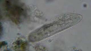 Paramecium [upl. by Card]