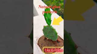 Opuntia Humifusa शैतान की जीभ part2 shortsfeed shortsviral shortsbeta gardening cactus [upl. by Annovahs]