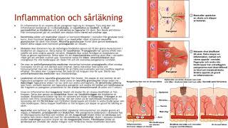 Immunsystemets andra försvar  Biologi 2 100 p [upl. by Emoreg851]