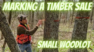 How a Consultant Marks Timber  Small Woodlot Timber Sale [upl. by Yonit409]