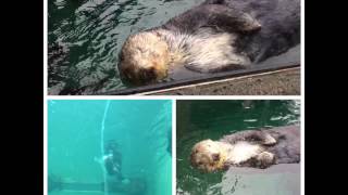 Sea Otters at the Seattle Aquarium [upl. by Annaek122]