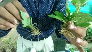 How to grow and make cuttings of ChrysanthemummumsGuldaudi in the easiest way [upl. by Notlimah]