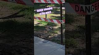 Curlews looking after their egg 🥚 nature curlew bird hatching [upl. by Dopp]