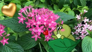 Pentas Lanceolata 💚🌸🌺 [upl. by Pelletier]