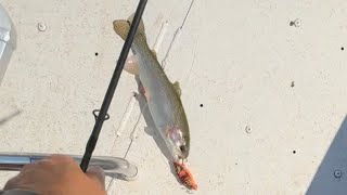 Trout Fishing With Crankbaits 10624 [upl. by Auqemahs]