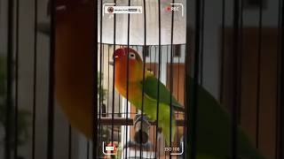 Ngetik Ngekek Sang Mata Dewa Lovebird [upl. by Antonella495]