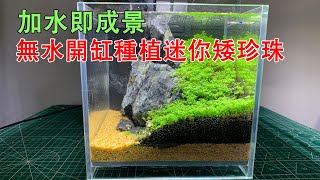 加水即成景，無水無CO2開缸種植迷你愛珍珠爬滿草缸No CO2 planting Hemianthus callitrichoides ’Cuba’ [upl. by Kimball91]