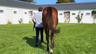 2024 OCTOBER YEARLING SALE  Lot 325  f N ALMANZOR x EARLY MOVER [upl. by Rudolfo786]