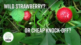 How to Identify Wild Strawberry vs Mock Strawberry [upl. by Nur206]