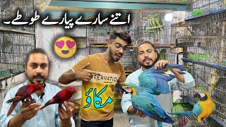 Exotic Parrots Setup at Mashallah Parrot House  Macaw Parrot Price in Pakistan  Hand Tame Parrots [upl. by Ayortal]