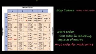 The Genetic Code how to translate mRNA [upl. by Acila]