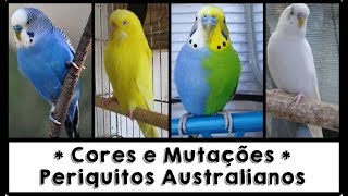 Cores e Mutações dos periquitos australianos [upl. by Plate]