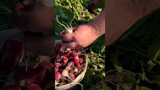 HARVESTING RADISHES October’24 Subscribe to the channel👆farm village garden villagelife [upl. by Nojed]