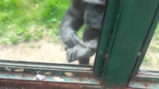 Chimpanzee Fight in the Oklahoma City Zoo [upl. by Annohs426]