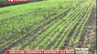 22112014  AGRICOLTURA CONSERVATIVA E BIODIVERSITA’ ALLA BRUSSA [upl. by Zerep187]