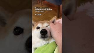 All units my tummy hurts 🥲 memes cute shibainu [upl. by Anol738]