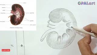 How to draw diagram of sheeps Kidney on Biology Practical copy [upl. by Amapuna]