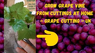 Grow Grape Vine From Cuttings At Home  Grape Cutting  UK [upl. by Fusuy389]