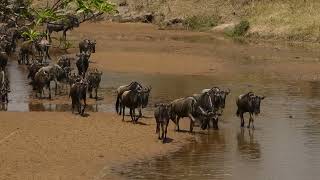 WILDEBEEST MIGRATION MASAI MARA 2072023LIKE amp SUBSCRIBE  shorts  you tube shorts  wildebeest [upl. by Anitnuahs711]