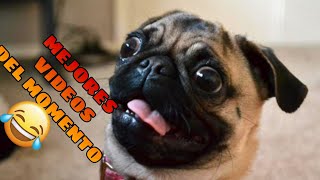 🤣 Animales Momentos más Divertidos del Año 🐶🐱 Videos de Risa de Mascotas [upl. by Lehacim]