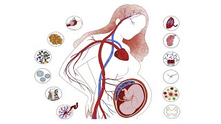 Fisiopatología de la preeclampsia  Dra Stefania RoblesTrotta [upl. by Noda]