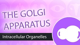 Intracellular Organelles The Golgi Apparatus [upl. by Oicaroh]