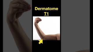 Testing Dermatomes Myotomes and DTRs shorts Part A [upl. by Illak221]