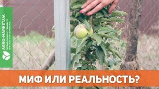 Колоновидные деревья Узнайте прямо сейчас AgroMarketua [upl. by Kemble607]