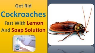 Get Rid Cockroaches Fast With Lemon And Soap Solution [upl. by Cirenoj]