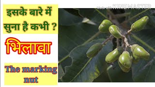 भिलावा  Bhilawa  Semecarpus Anacardium  भल्लातक  Bhela  Bhilamo  Bilawa  Marking nut [upl. by Ebby818]