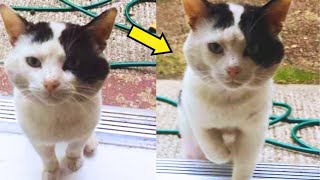 Stray Cat Shows up on Familys Doorstep Demanding to be Adopted [upl. by Eitsyrhc]