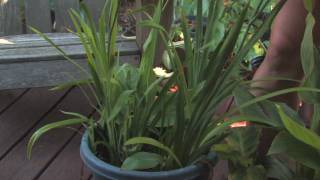 Flower amp Plant Garden Care  Tips on Small Container Gardening [upl. by Akinehc]