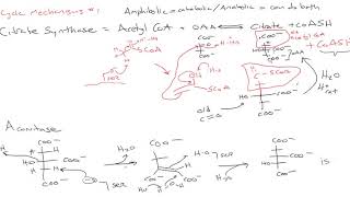 CHEM 407  Krebs Cycle  2  Mechanisms 1 [upl. by Aleet960]