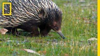 Prickly Love Echidnas Caught Mating  National Geographic [upl. by Beatriz]