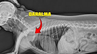 Köpeklerde Soluk Borusu Çökmesi  Tracheal Collapse in Dogs [upl. by Holmann]