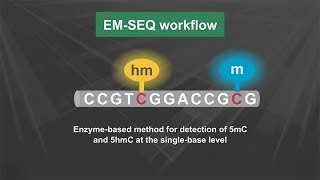 NEBNext® Enzymatic Methylseq Kit Workflow [upl. by Aikal]