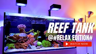 Relaxing 4K Reef Tank Aquarium experience  RedSea Reefer 425XL [upl. by Lyons]