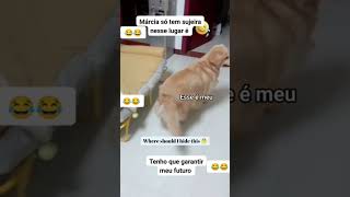 JÁ VI GATO LADRÃO A GORA CACHORRO 😂😂😂😂😂 [upl. by Xino]