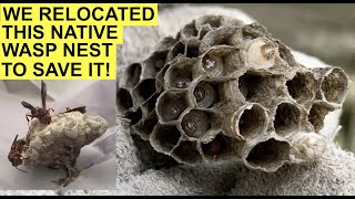 RELOCATING A WILD PAPER WASP NEST TO SAVE IT Had to Rescue a Native Polistes Metricus Nest Today [upl. by Stockmon]